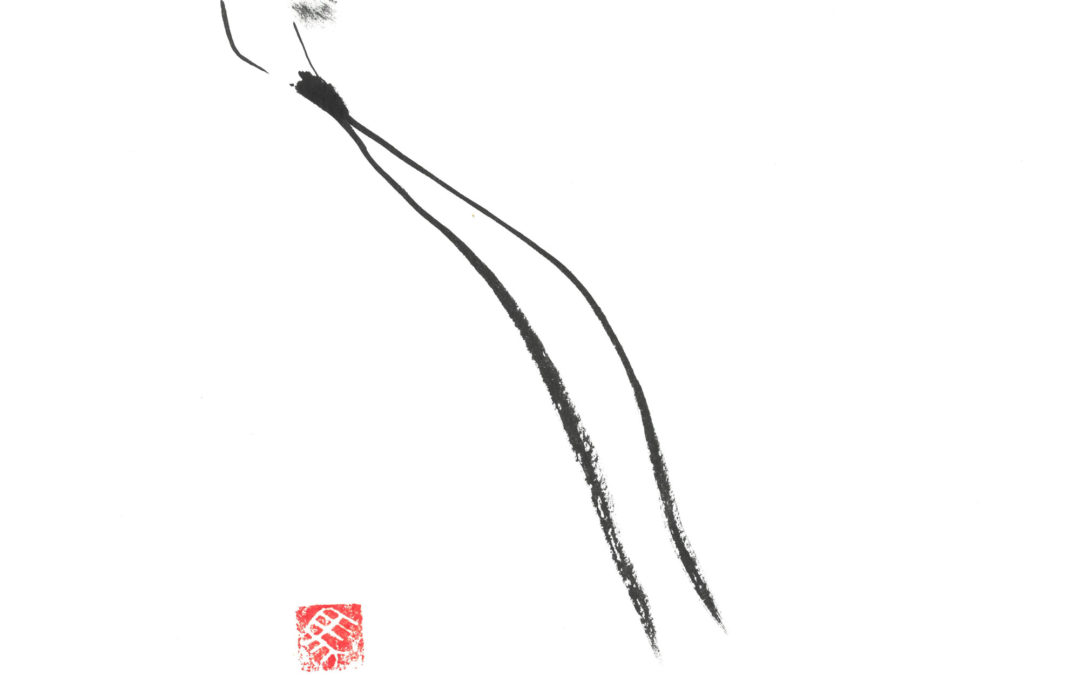 Beija-flor de Cauda Longa